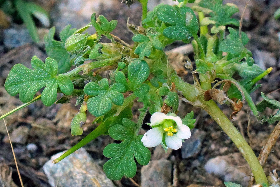 Erodium maritimum / Becco di gr marittimo